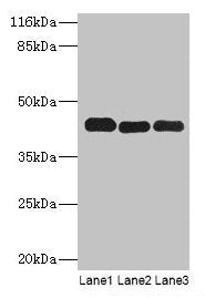 PPME1 Antibody