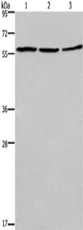 CCNB1 Antibody