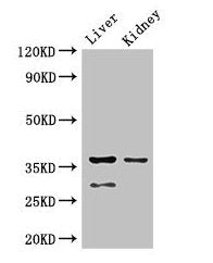 PPP2CA Antibody