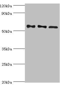 PPP3CC Antibody