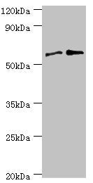 PPP3CC Antibody