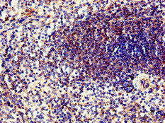 PPP6C Antibody