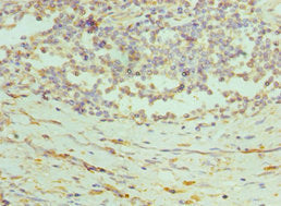 PRDX1 Antibody