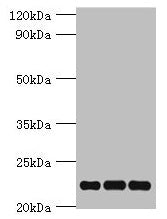 PRDX5 Antibody