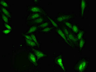 PRIM1 Antibody