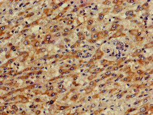 PRKACG Antibody