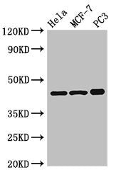 PRKAR2A Antibody