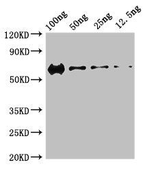 PRKDC Antibody