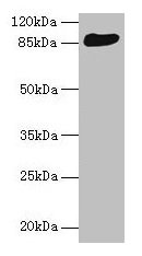 THAP12 Antibody