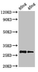 PRL Antibody