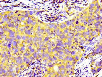 PRNP Antibody