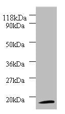 RPS11 Antibody