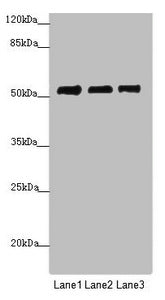 PRPF4 Antibody