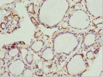 PRPH Antibody