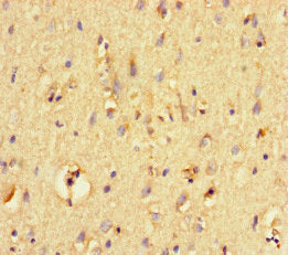 PRSS12 Antibody