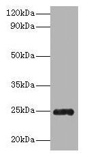 Trypsin Antibody