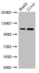 Tmprss15 Antibody