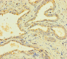 PRY Antibody