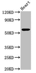 PSAP Antibody