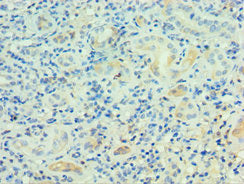 PSG1 Antibody