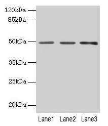 PSG6 Antibody