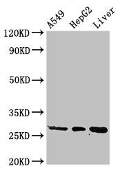 PSMA5 Antibody