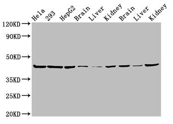 PSMC6 Antibody