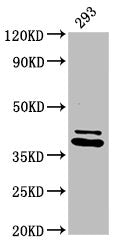 PSMD7 Antibody