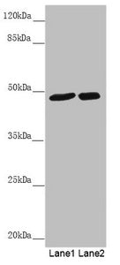 PSTPIP1 Antibody