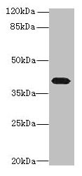 PTAFR Antibody
