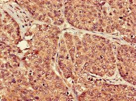 PTGER3 Antibody