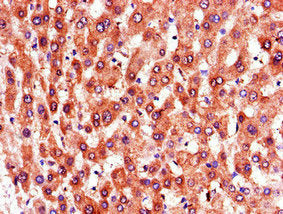 PTGR1 Antibody