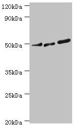 PTPN1 Antibody