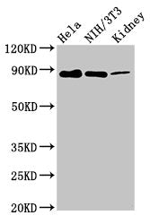 PTPN12 Antibody