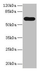 PTPN5 Antibody