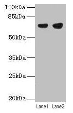 PTPN6 Antibody