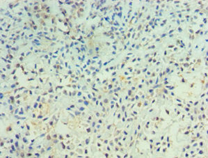 PTPRA Antibody