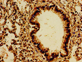 PTPRF Antibody