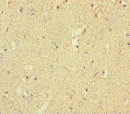 PTPRZ1 Antibody