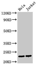 PTTG1 Antibody