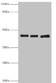 PVR Antibody