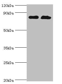QARS Antibody