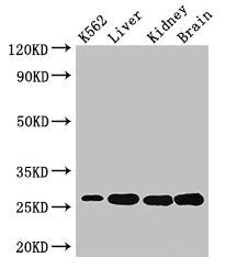 QDPR Antibody