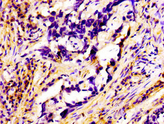 RAB3A Antibody