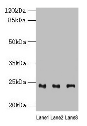 RAB4B Antibody