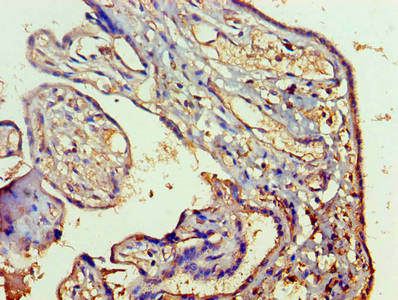 RAB5A Antibody