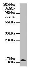 RABIF Antibody