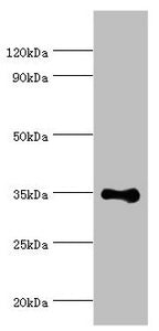 RAD51D Antibody