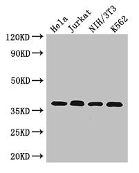 RAD51 Antibody