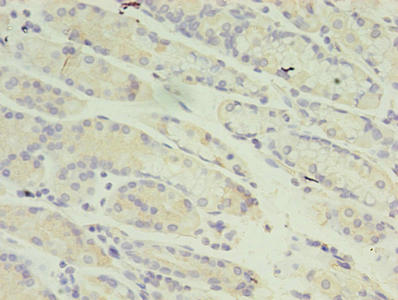 RANBP2 Antibody